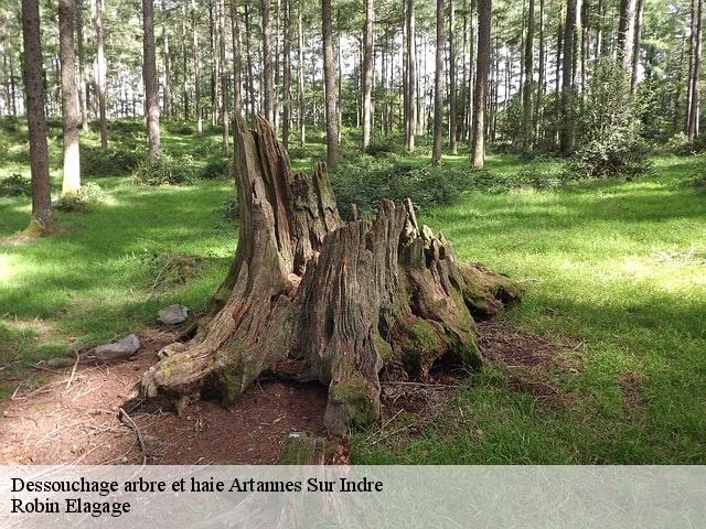 Dessouchage arbre et haie  artannes-sur-indre-37260 Robin Elagage