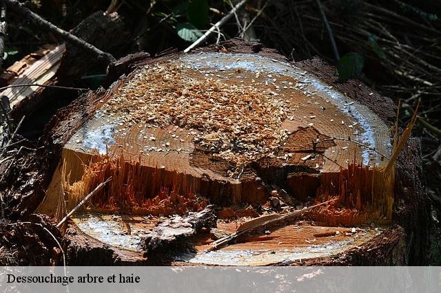 Dessouchage arbre et haie