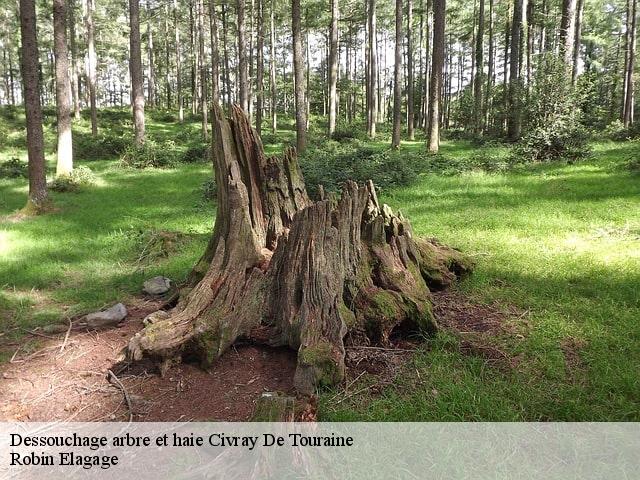 Dessouchage arbre et haie  civray-de-touraine-37150 Robin Elagage