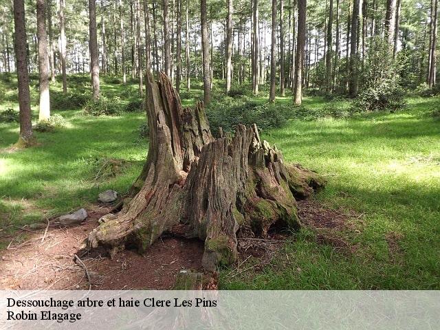 Dessouchage arbre et haie  clere-les-pins-37340 Robin Elagage