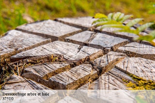 Dessouchage arbre et haie 37510