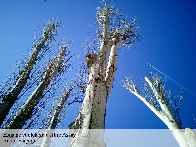 Elagage et etetage d'arbre  assay-37120 Robin Elagage