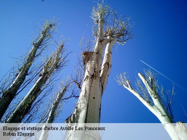 Elagage et etetage d'arbre  avrille-les-ponceaux-37340 Robin Elagage