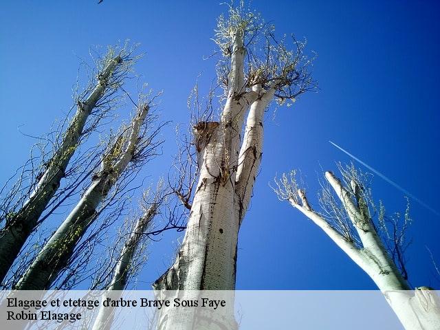 Elagage et etetage d'arbre  braye-sous-faye-37120 Robin Elagage
