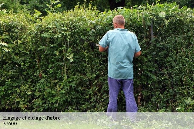Elagage et etetage d'arbre 37600
