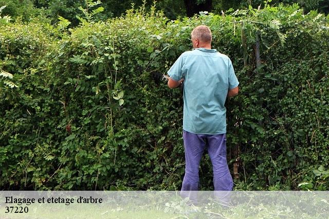 Elagage et etetage d'arbre 37220